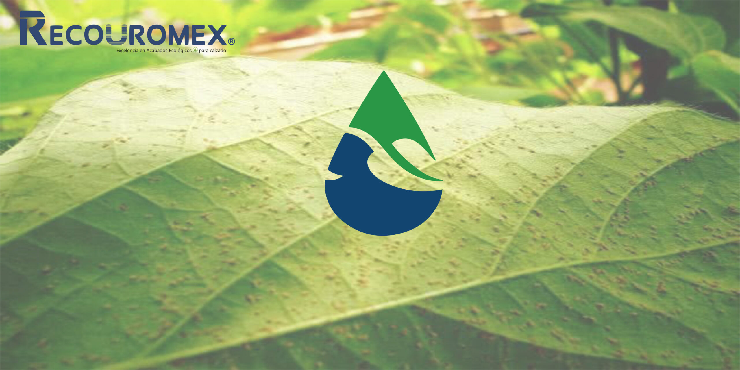 LIMPIEZA DE CALZADO ECO – FRIENDLY